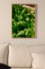 Imagine Afis - Frunza verde - 50x70